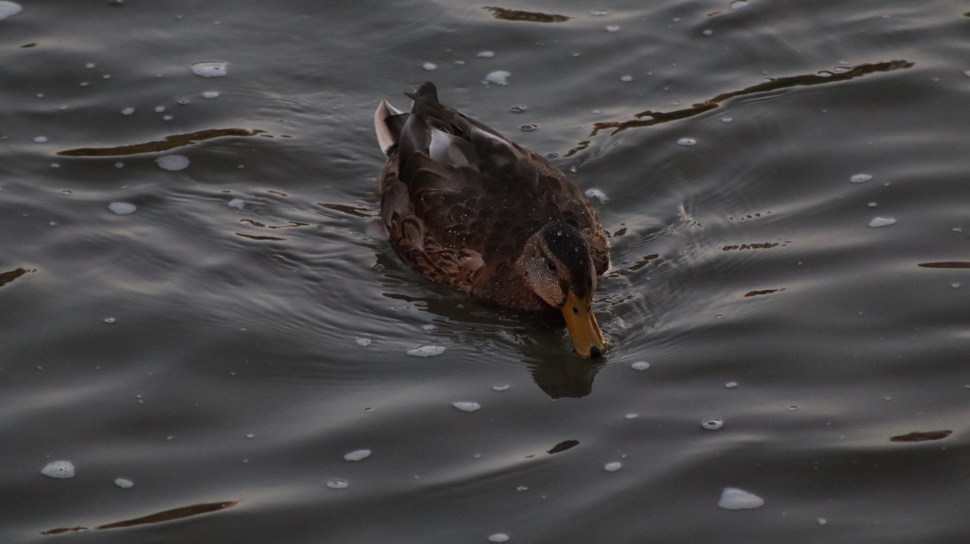 Mallard Duck