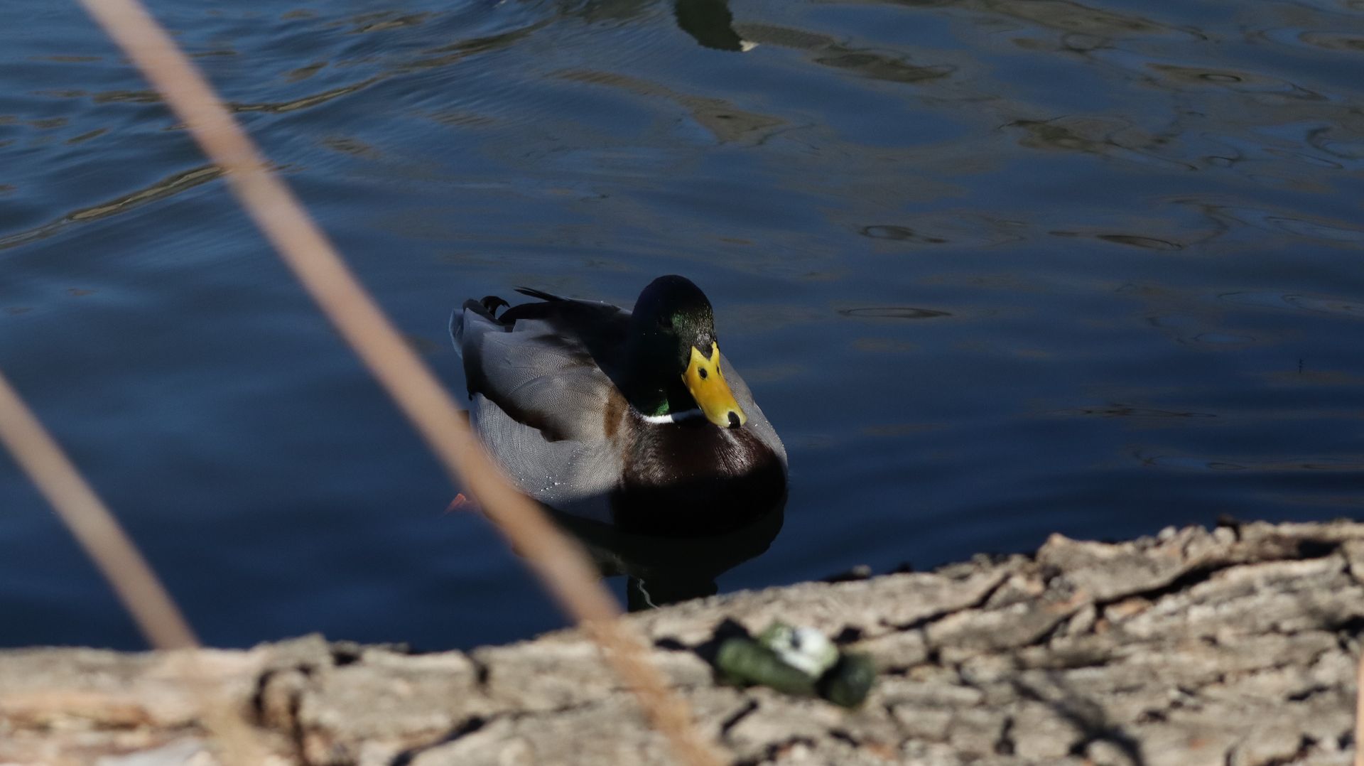 Mallard Duck