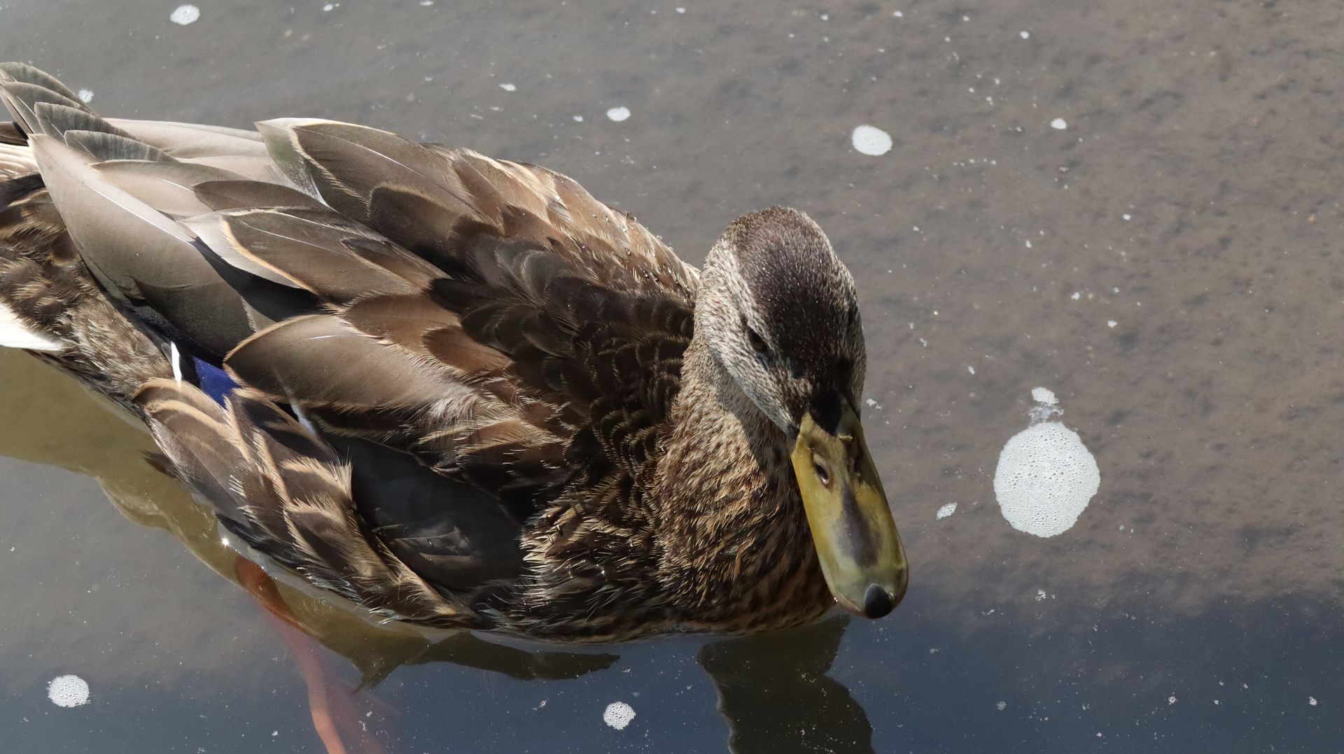 Mallard Duck