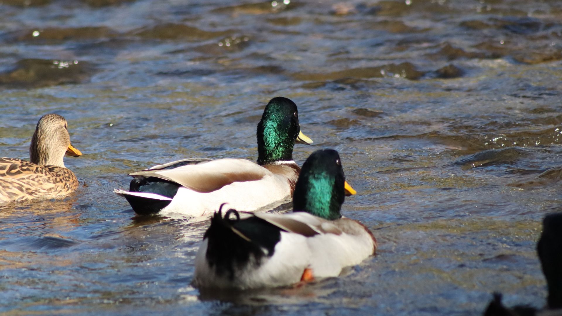 Mallard Ducks