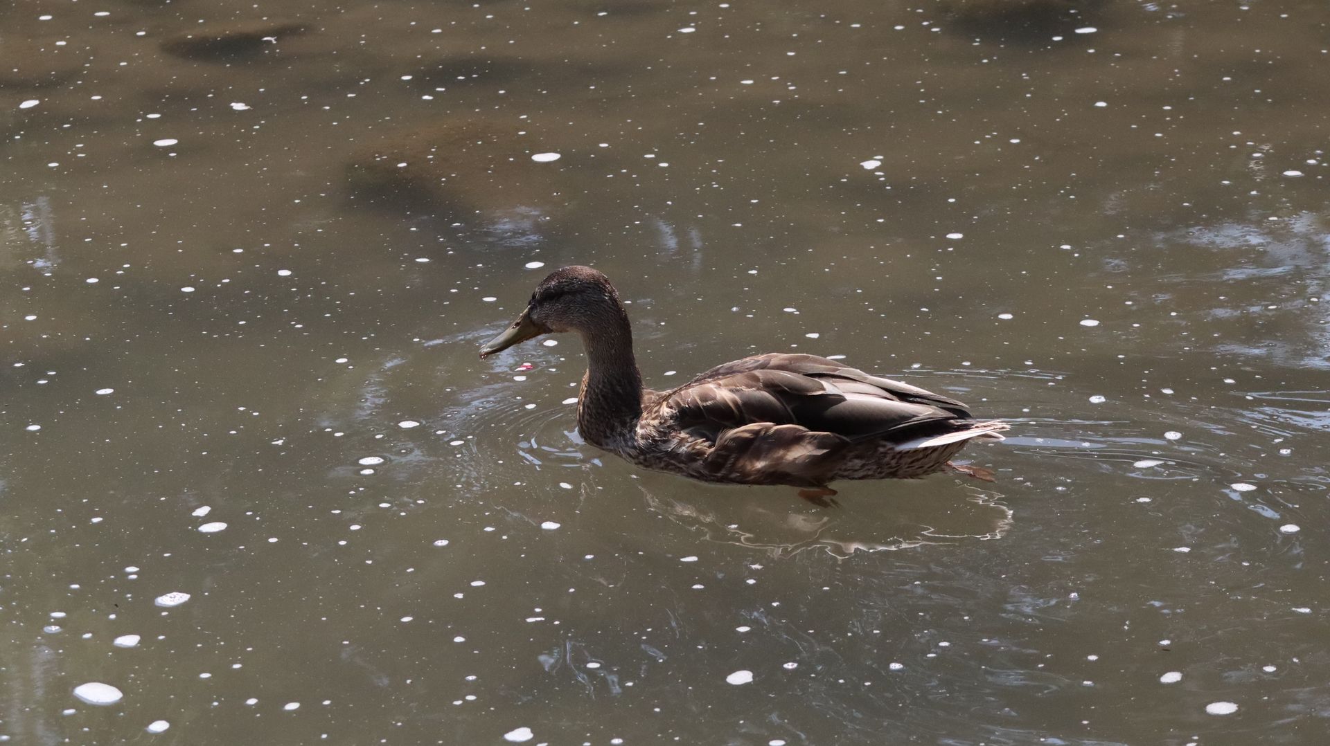 Mallard Duck