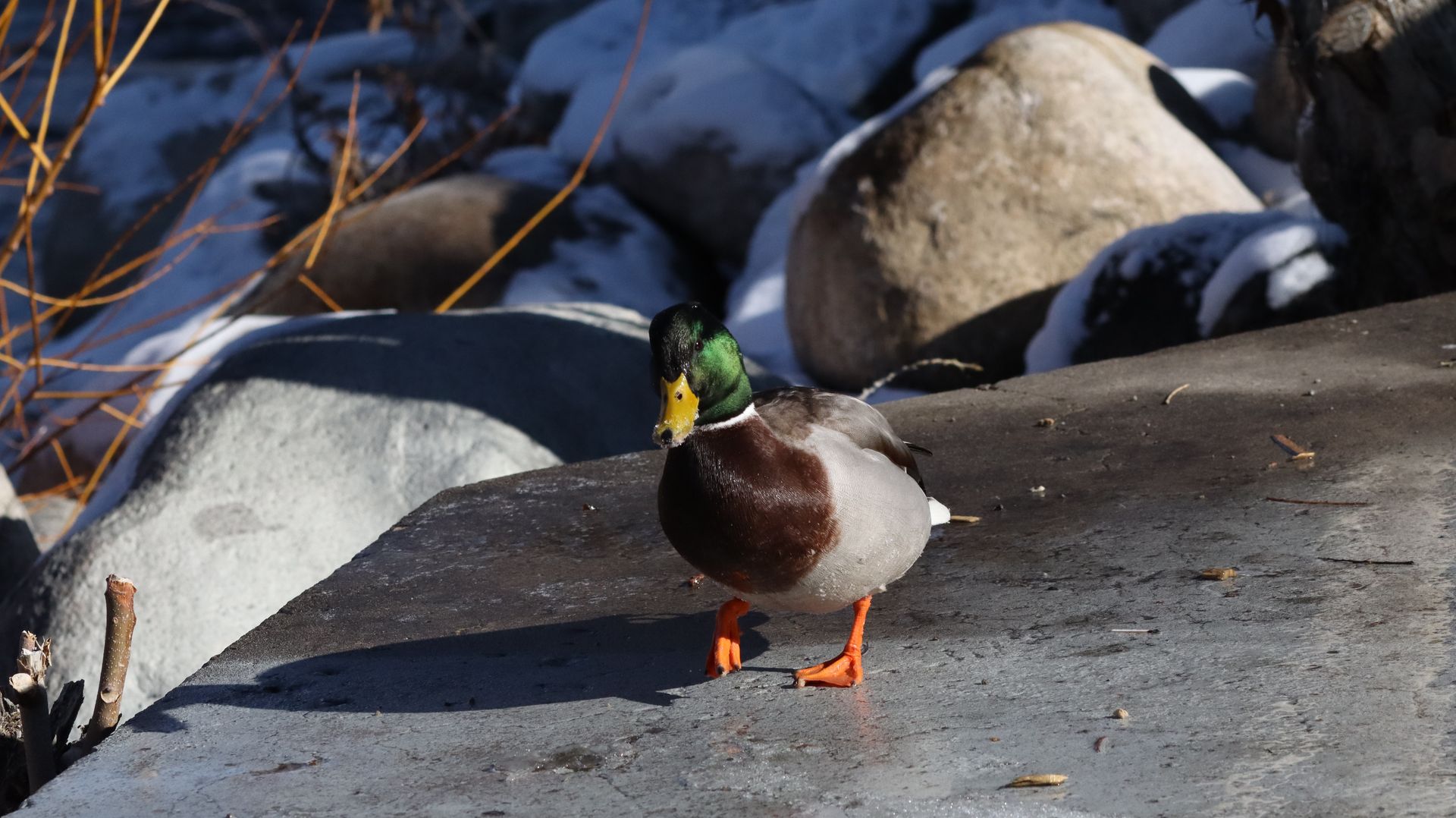Male Mallard Duck