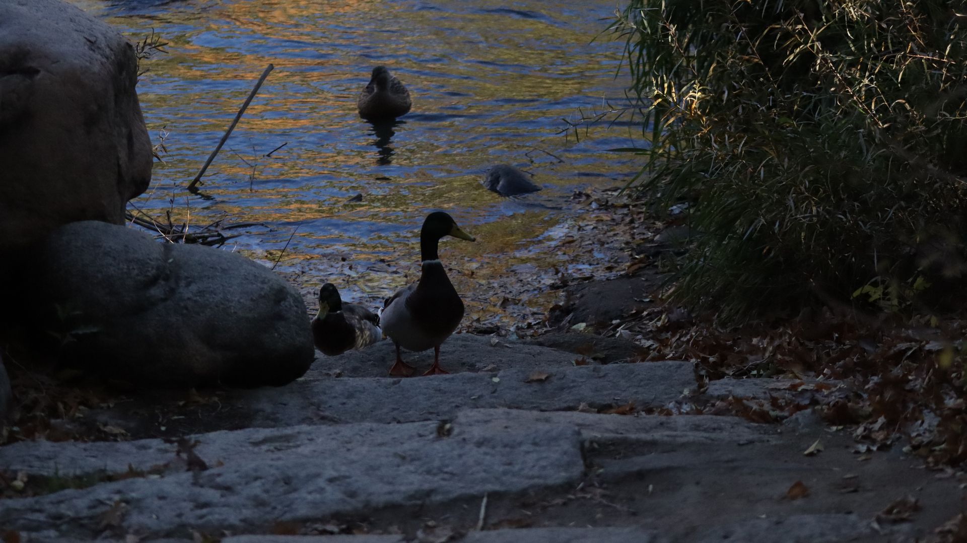 Mallard Ducks