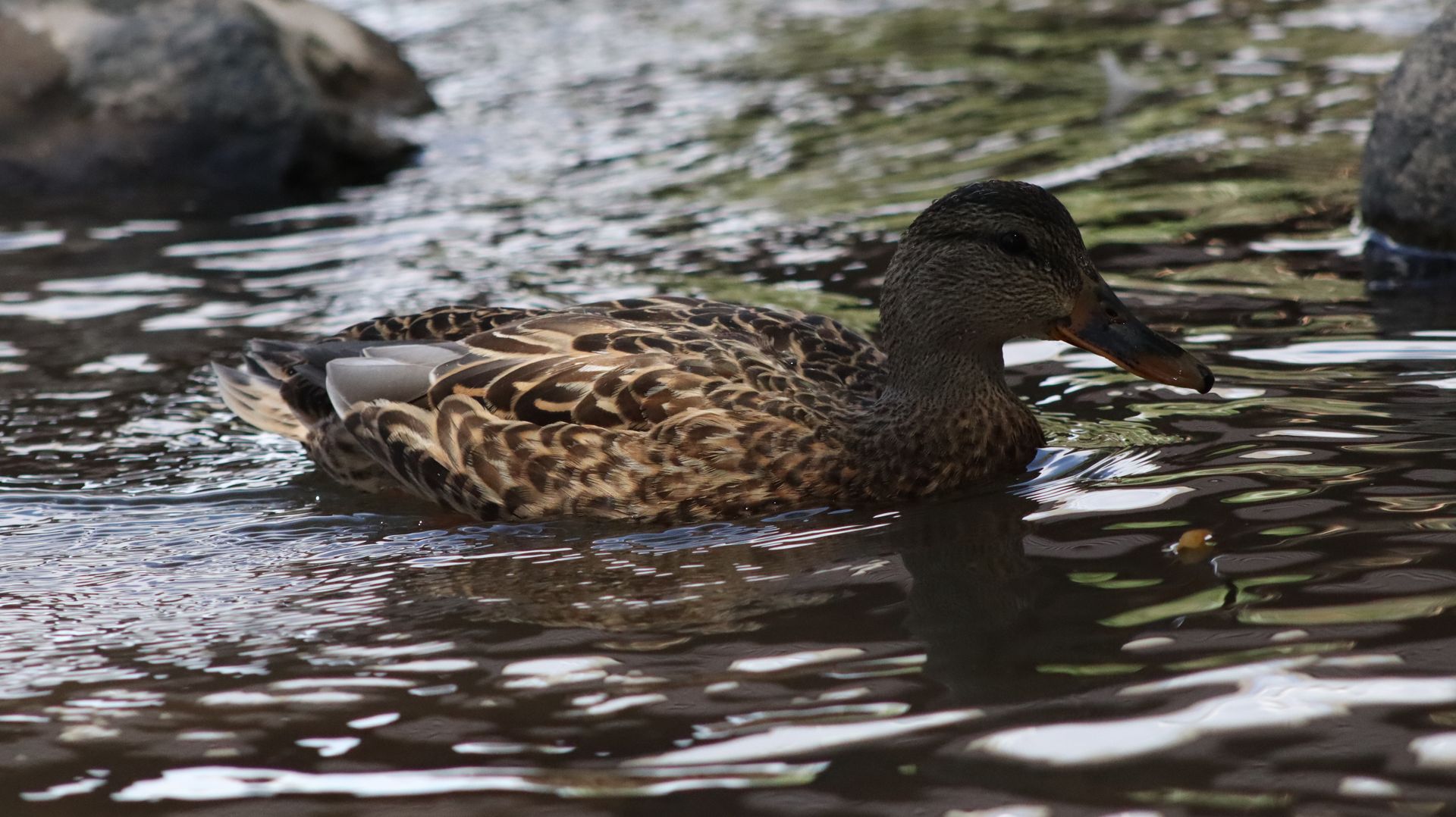 Mallard Duck