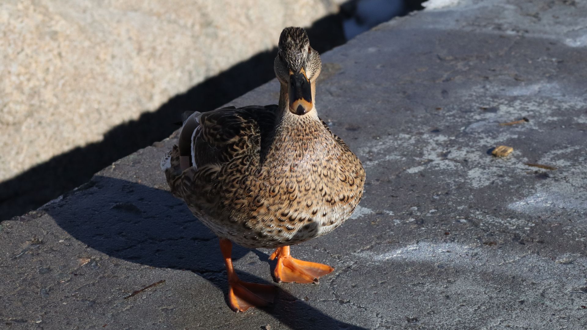 Mallard Ducks