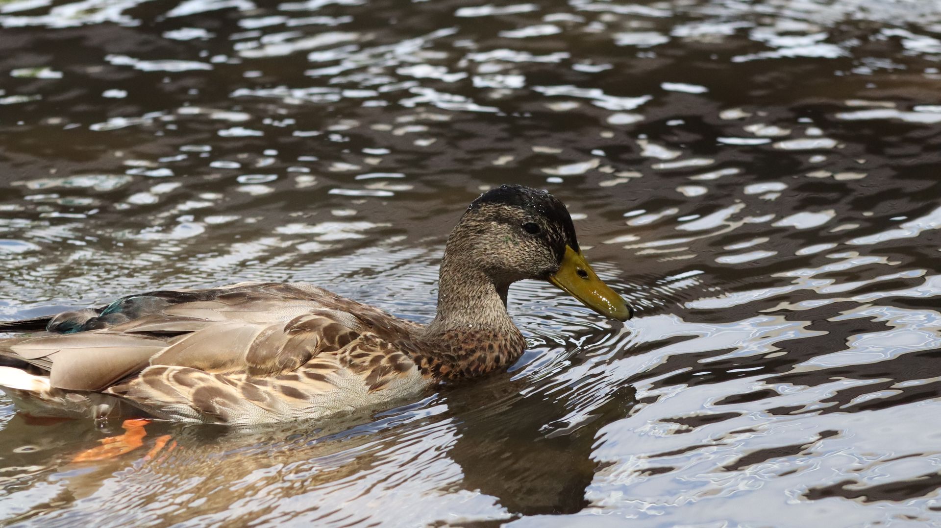 Mallard Duck