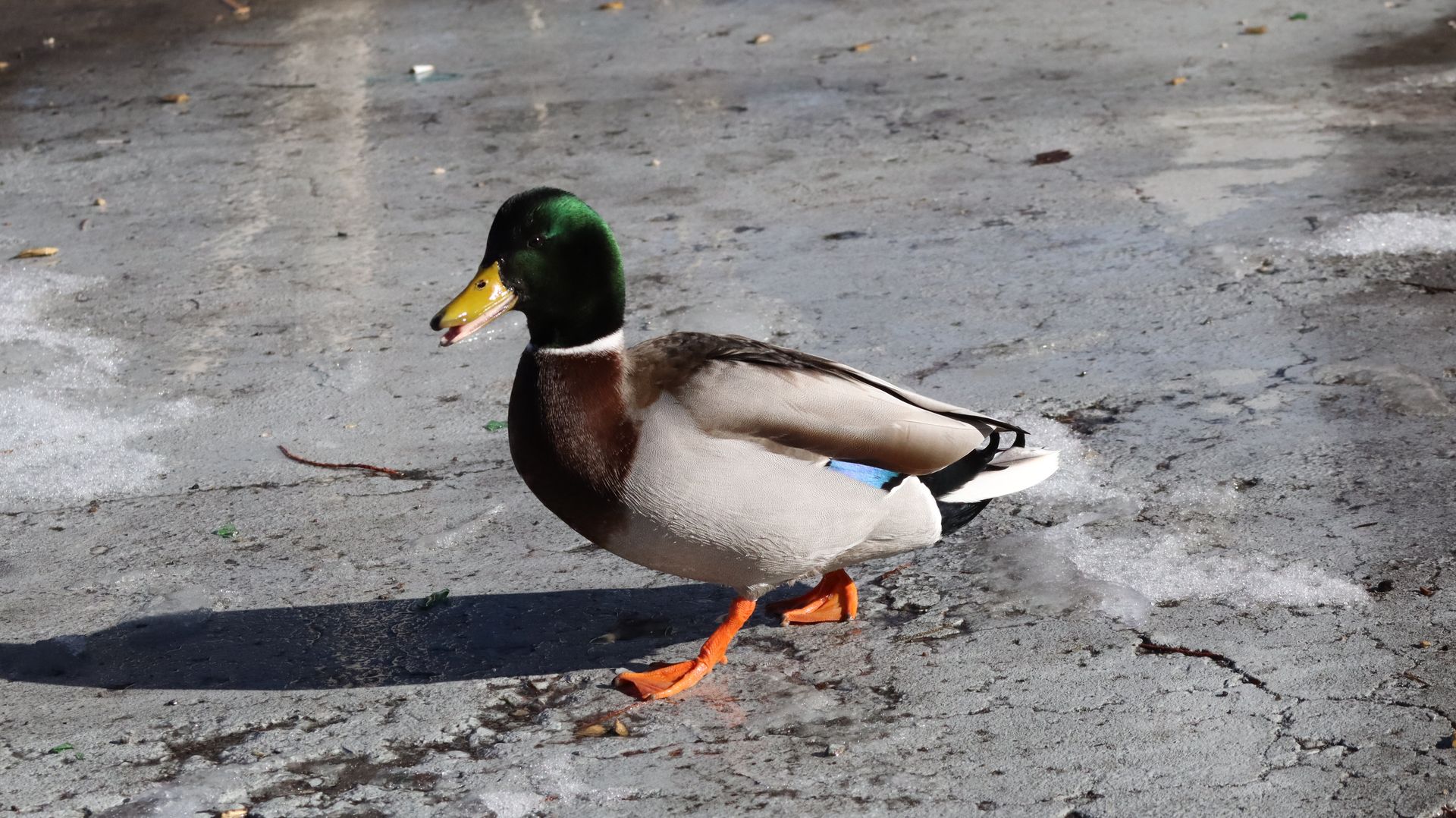 Mallard Duck