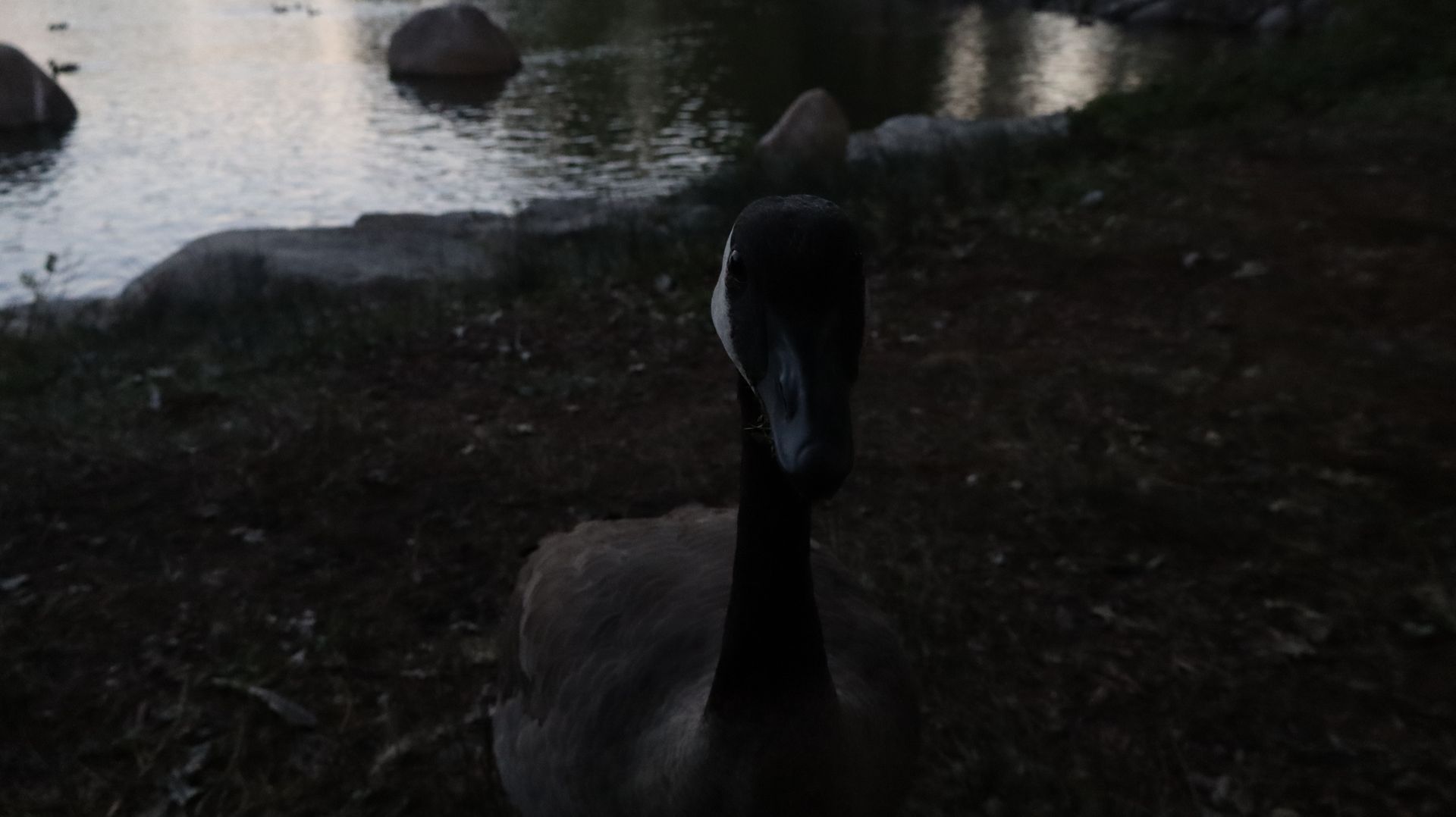 Canada Goose
