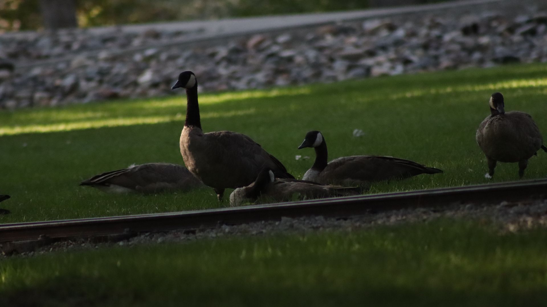 Canadian Geese