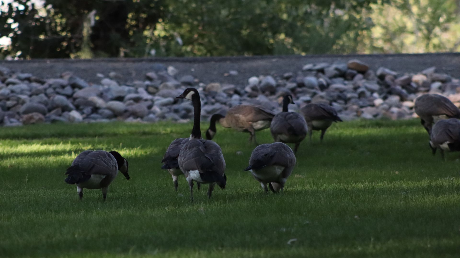 Canadian Geese