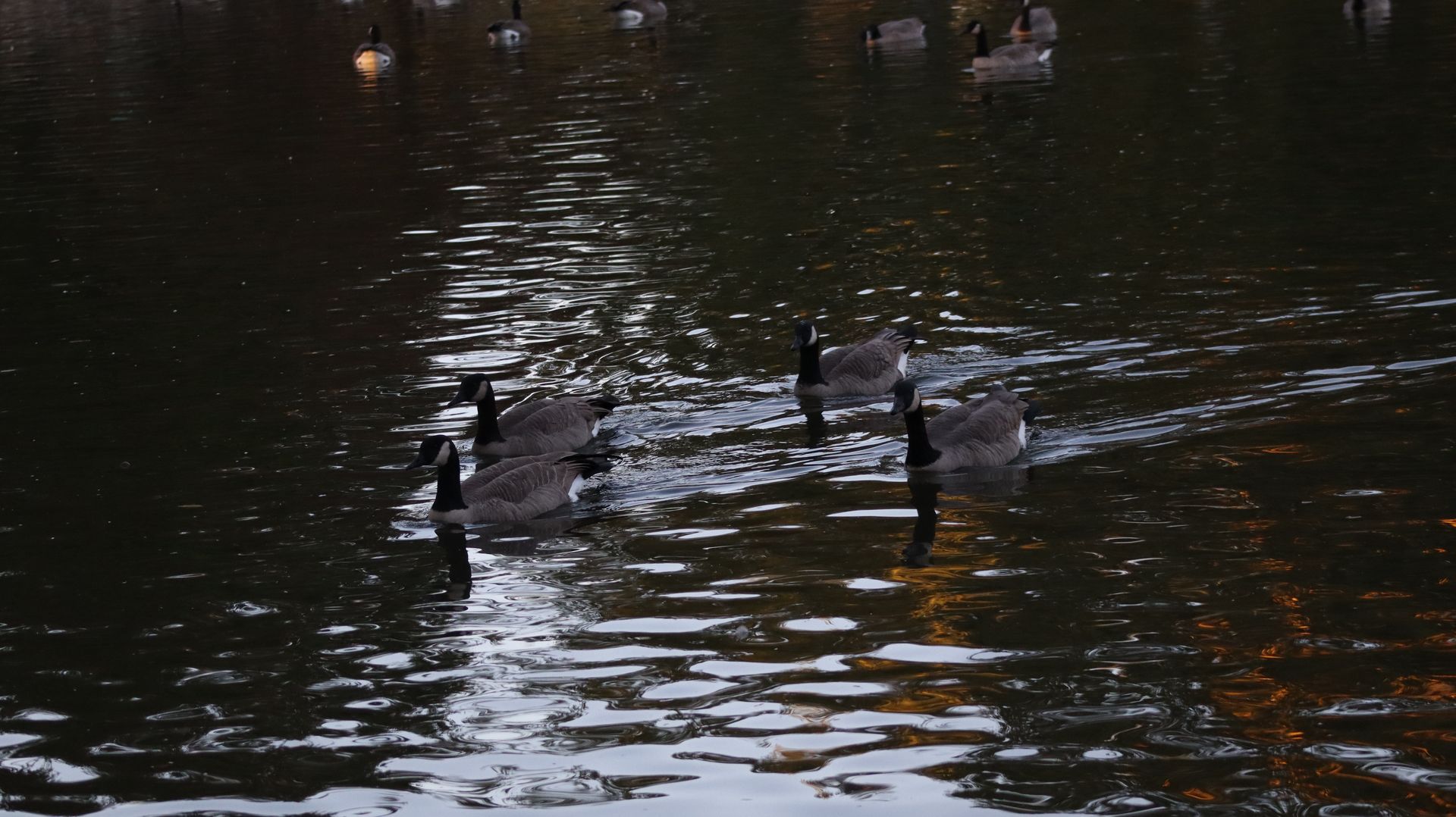 Canadian Geese