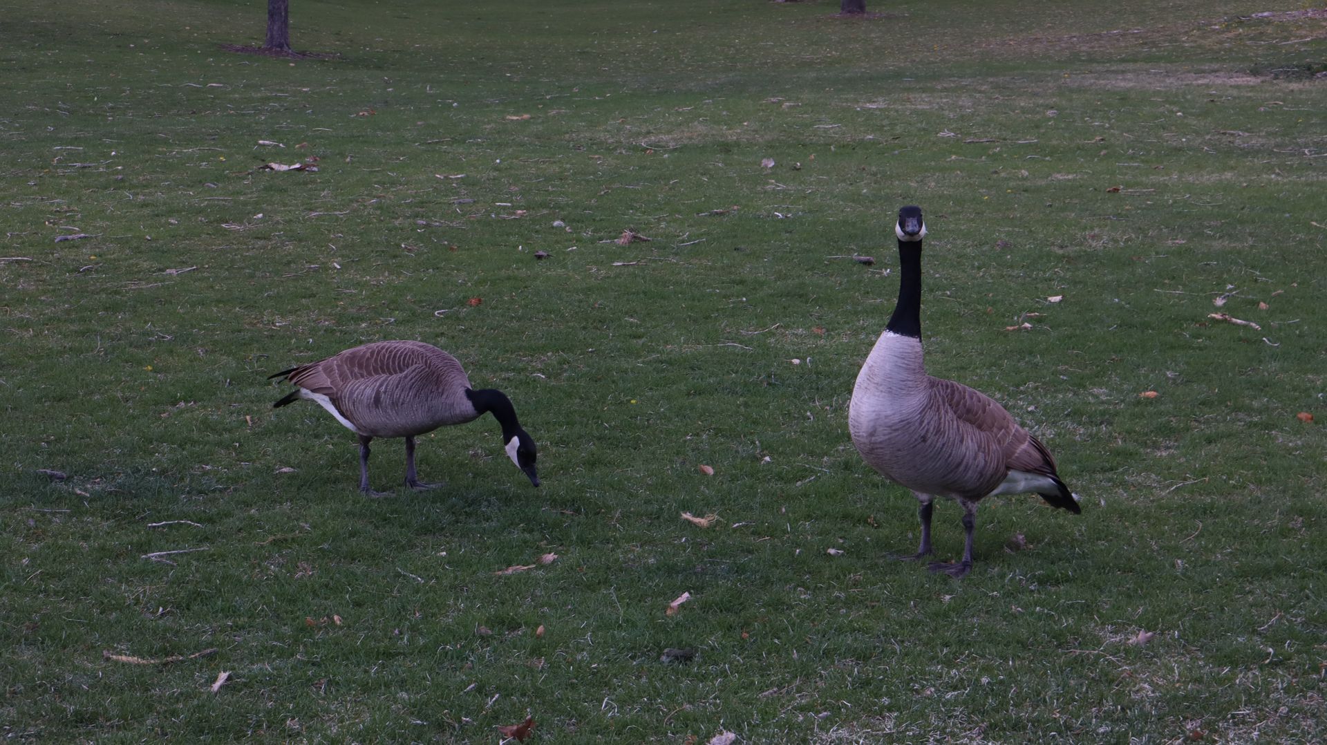 Canadian Geese