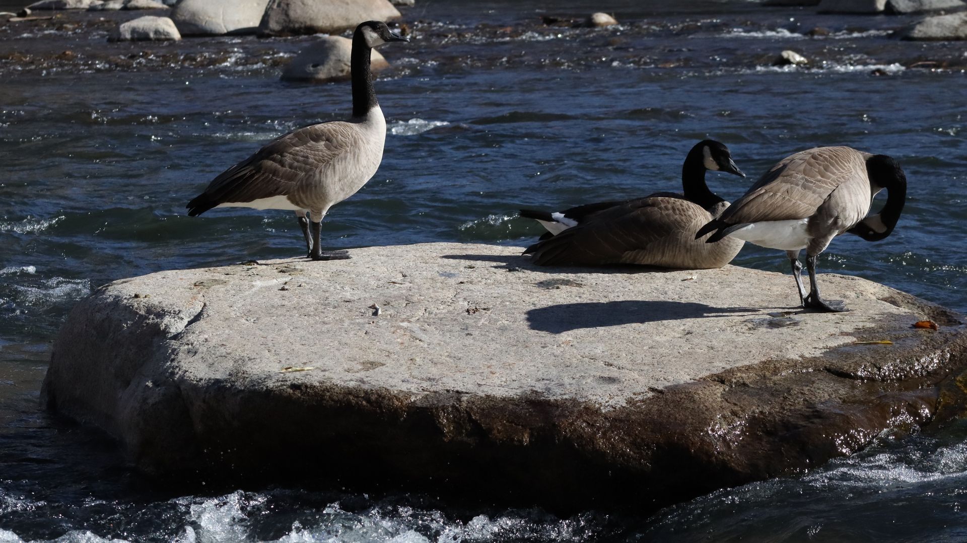 Canadian Geese On A Rock