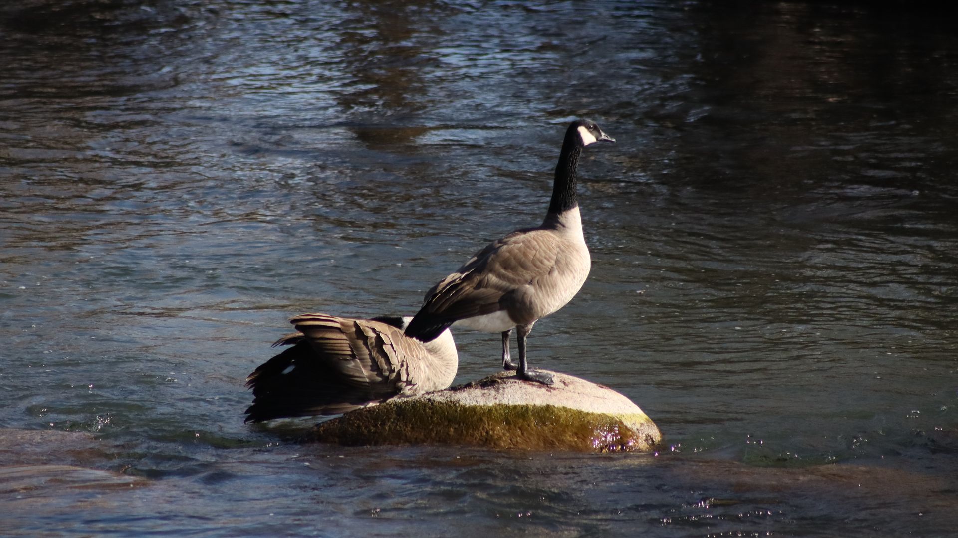Canadian Geese