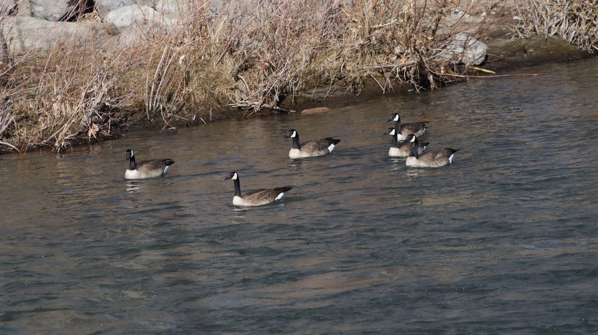 Canadian Geese