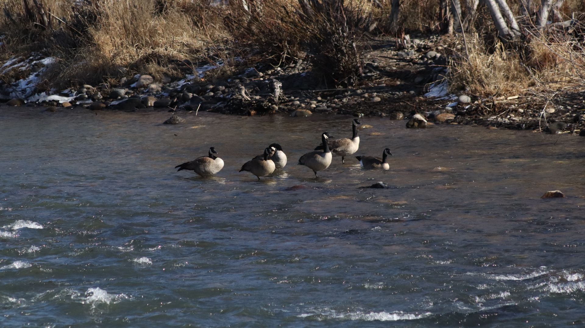Canadian Geese