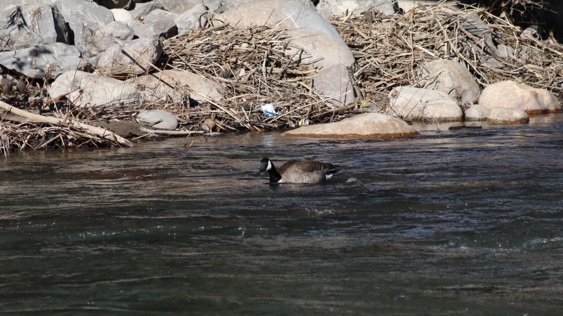 Canada Goose