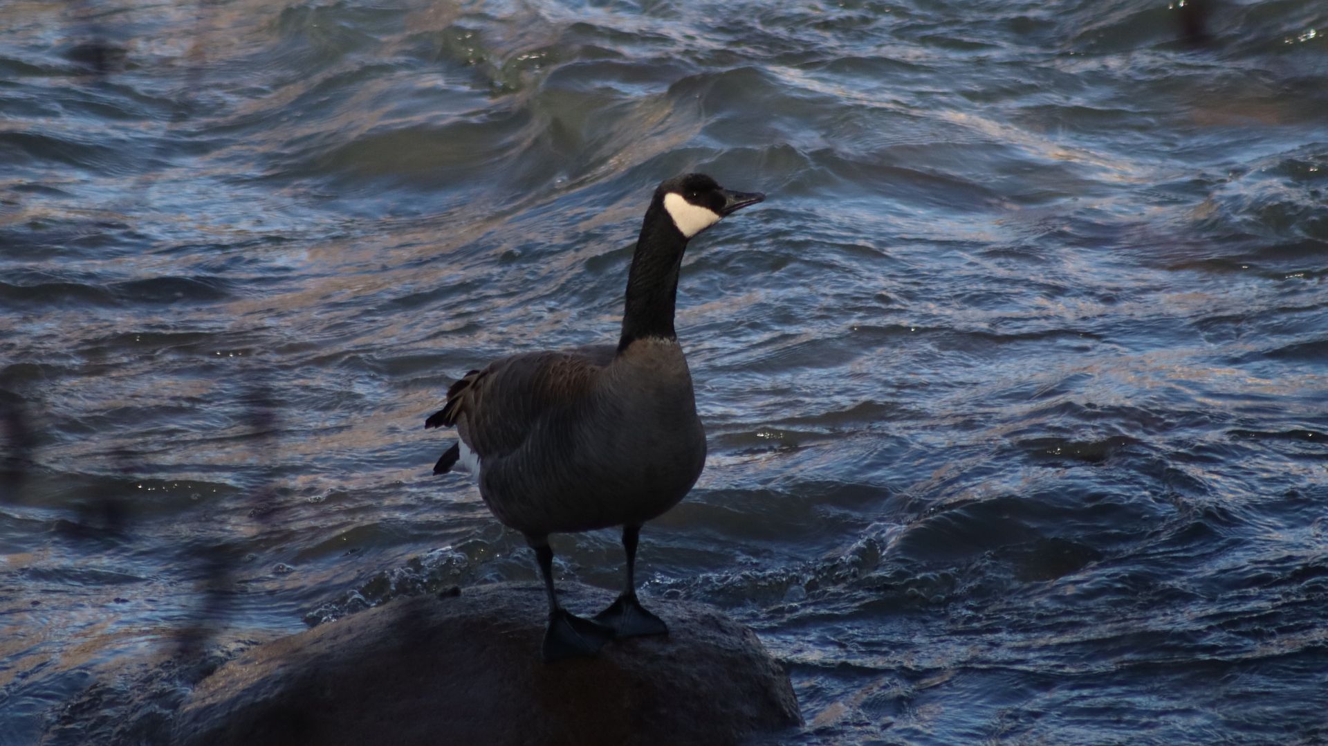 Canada Goose
