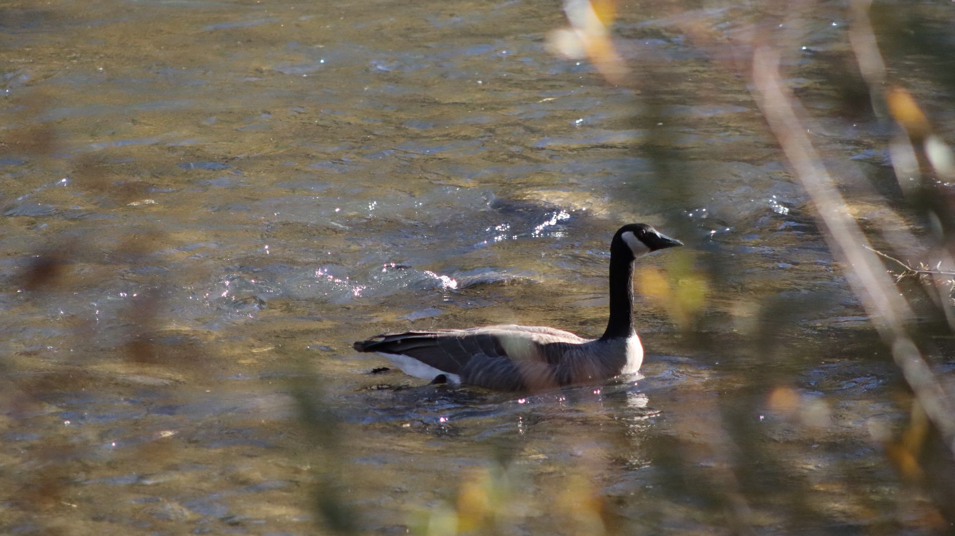 Canada Goose