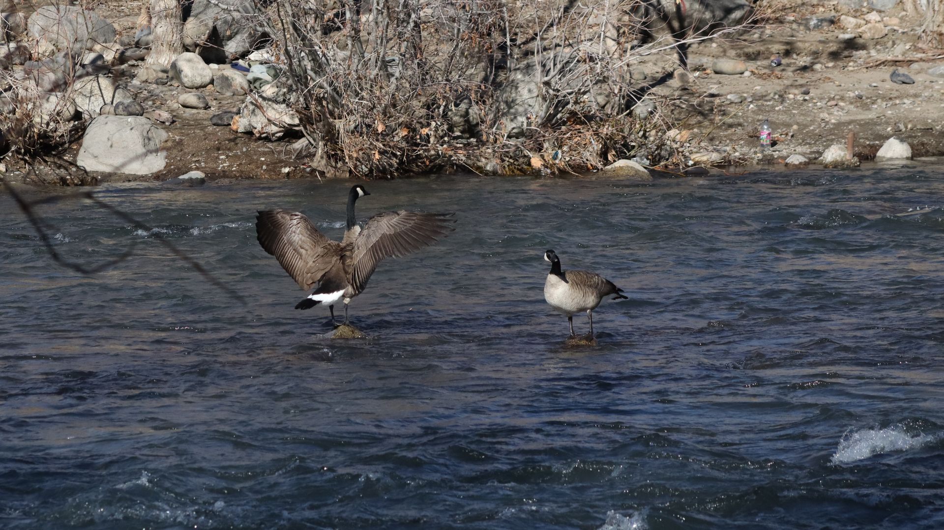 Canadian Geese