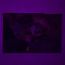 _MG_8382.webp