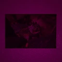 _MG_8438.webp