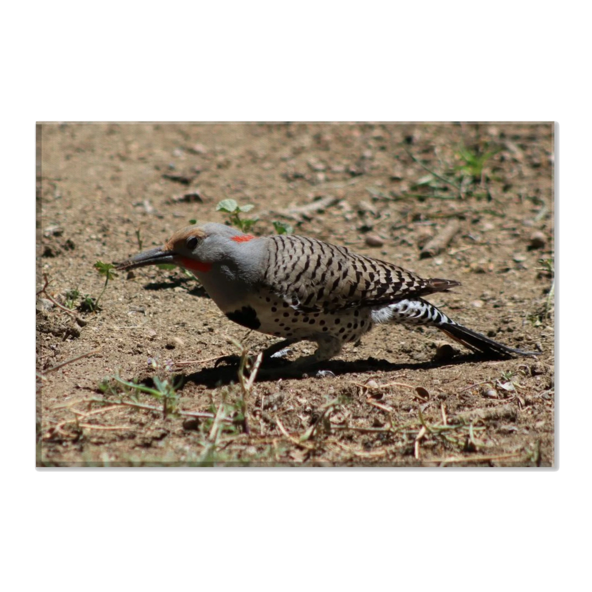 American Flicker Canvas (8x12)