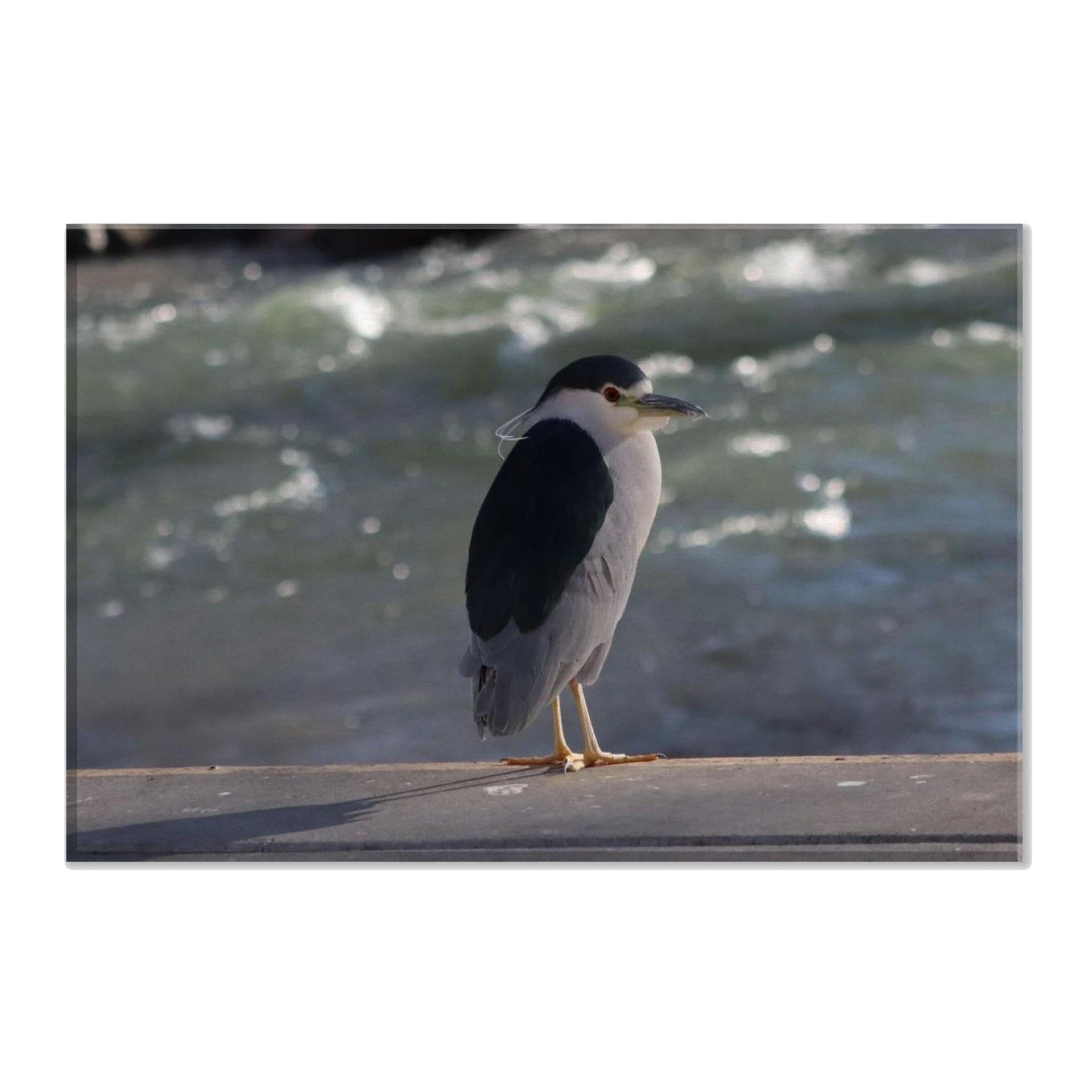 Black Crowned Night Heron Canvas (8x12)