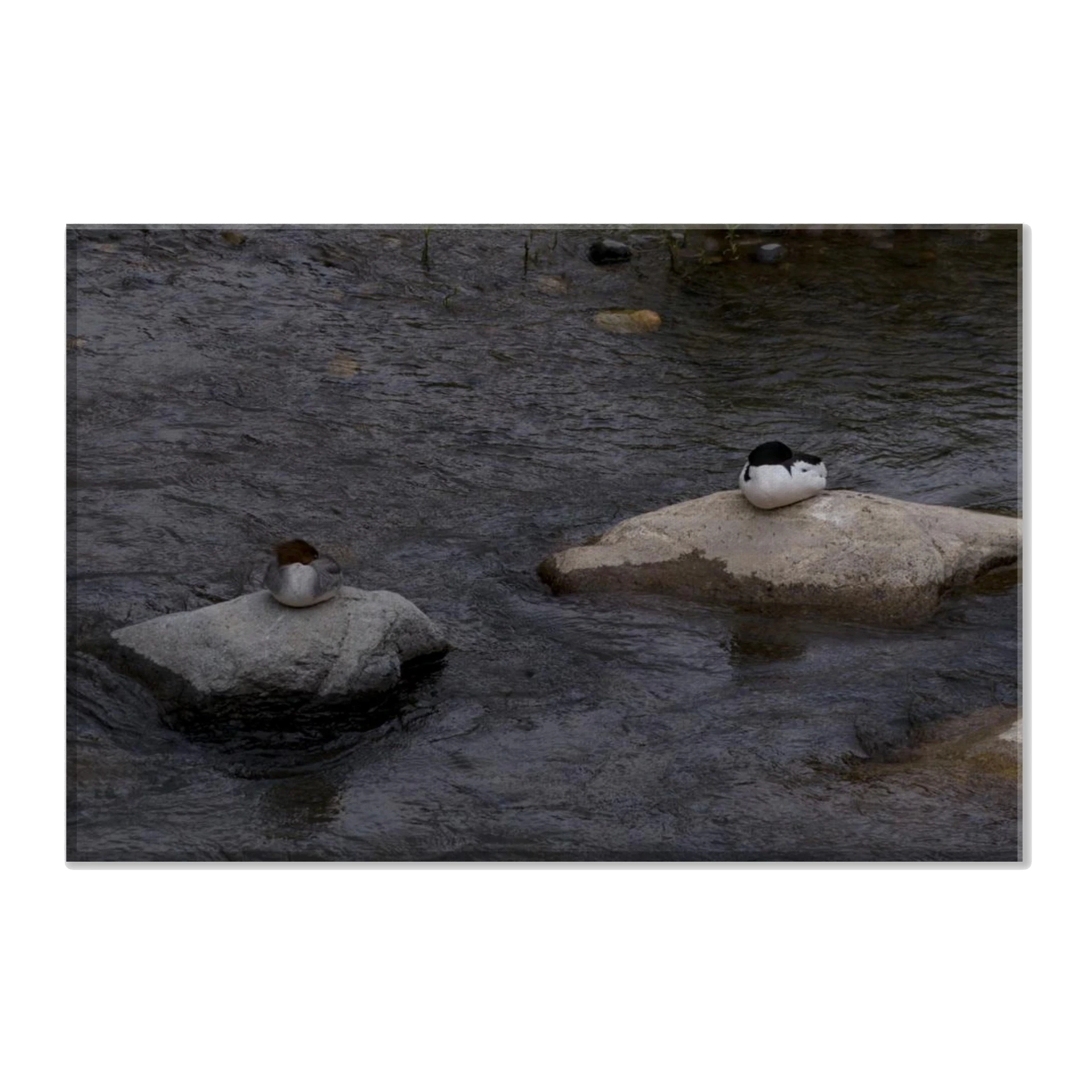 Common Merganser Canvas (8x12)