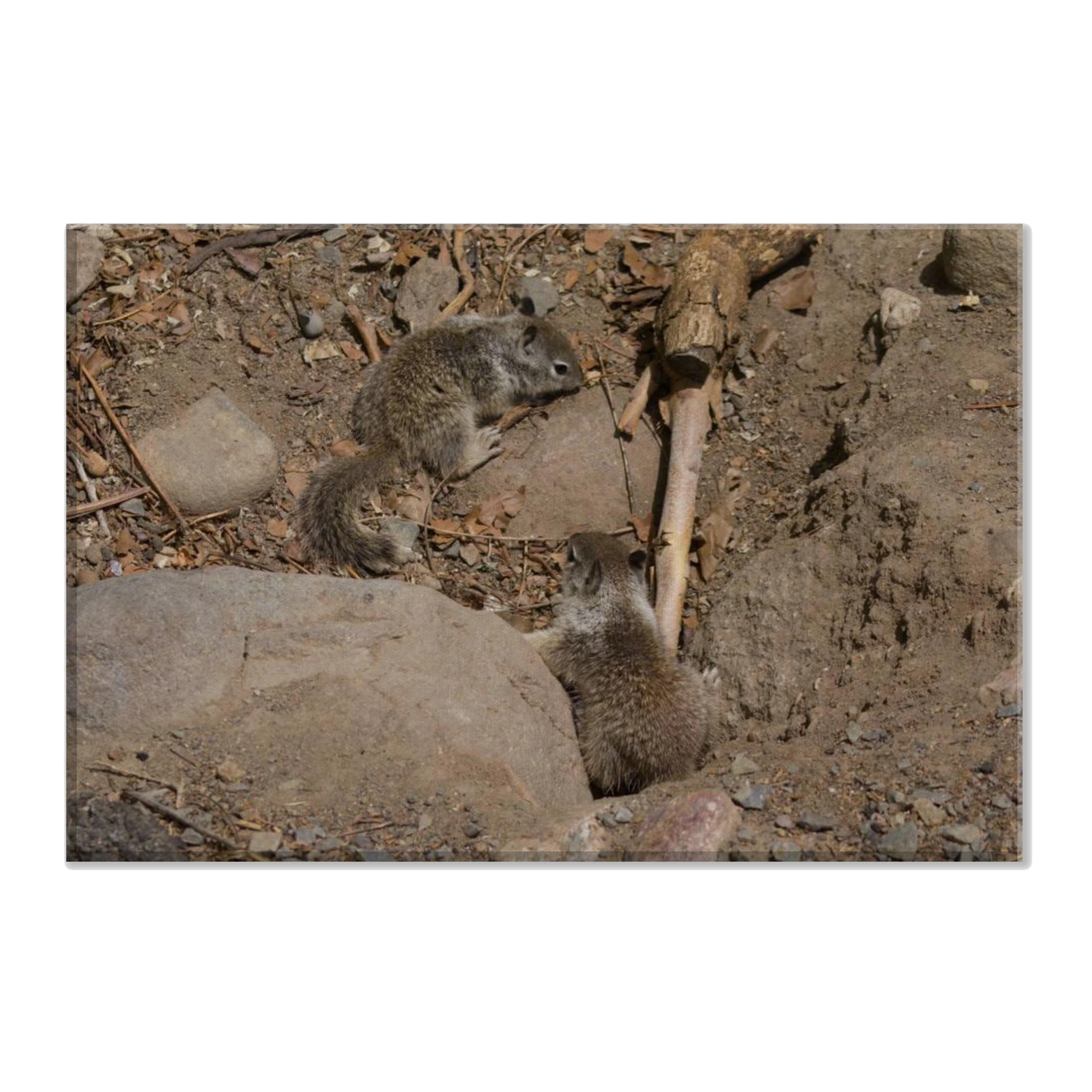 Baby Eastern Gray Squirrels Canvas (8x12)