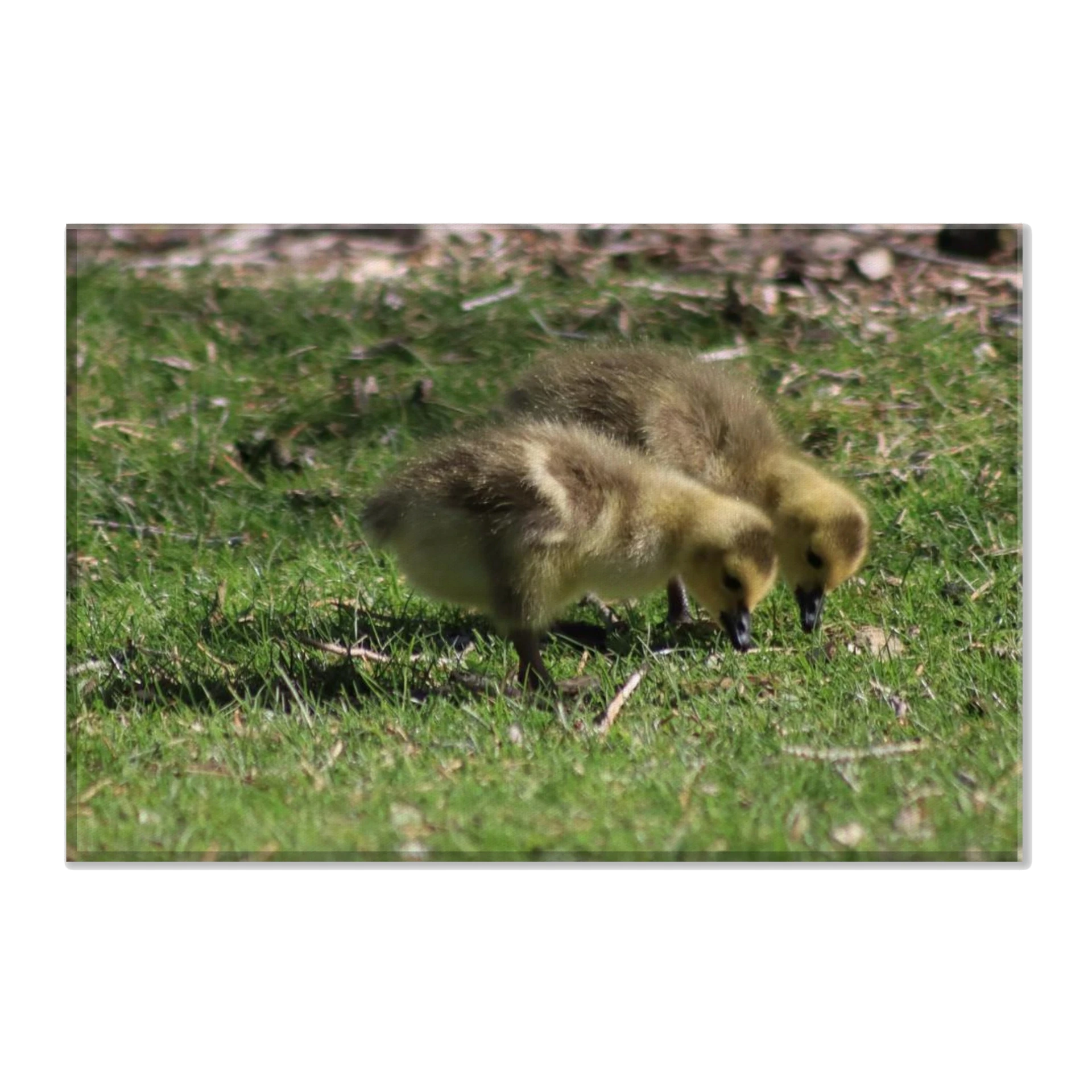 Canada Geese Goslings Canvas (8x12)